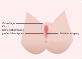 sexualmedizin.com - Äußere Geschlechtsorgane bei der Frau